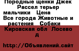 Породные щенки Джек Рассел терьер-мальчики › Цена ­ 40 000 - Все города Животные и растения » Собаки   . Кировская обл.,Лосево д.